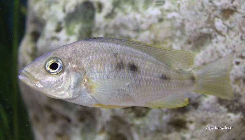 Otopharynx tetraspilus